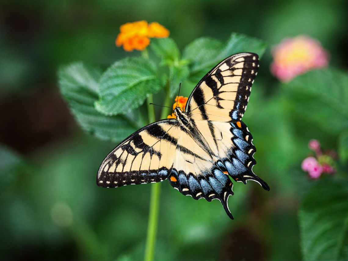  Festival de la Primavera en Tláhuac mariposa