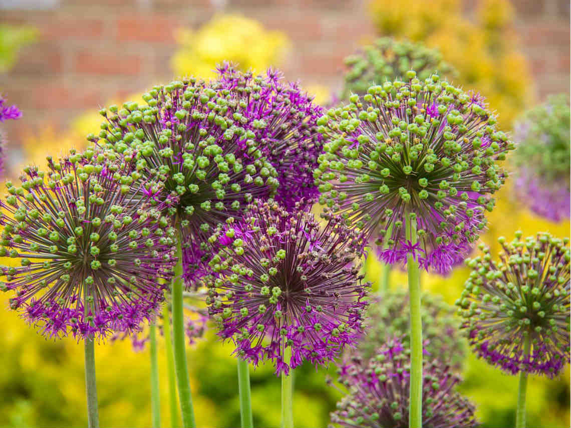 Festival de Primavera 2019 flores color vida