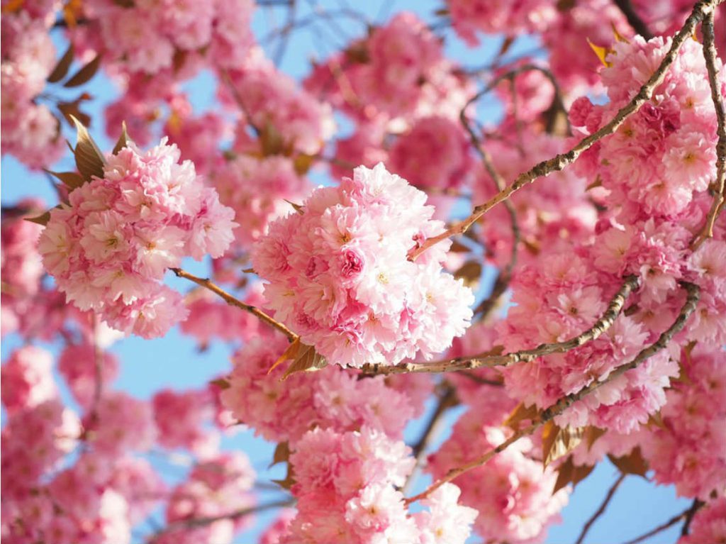 Festival de Sake y Sakura 2019 cerezos