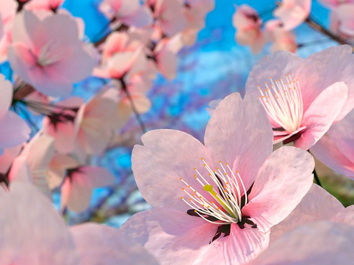 Festival de Sake y Sakura 2019 flores rosa