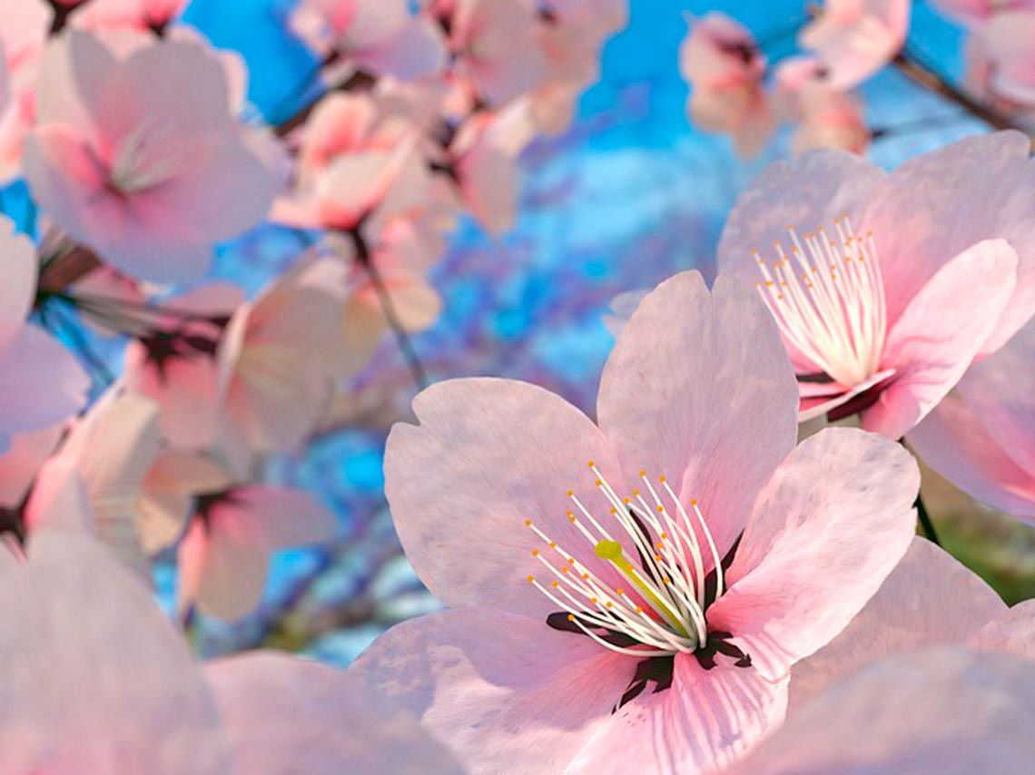 festival-de-sake-y-sakura-2019-flores-rosa