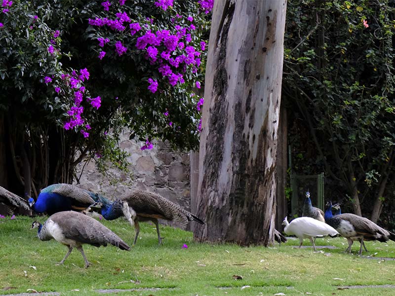 Pavorreales en el Museo Dolores Olmedo