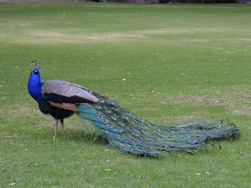 Pavorreal en el jardín del Dolores Olmedo