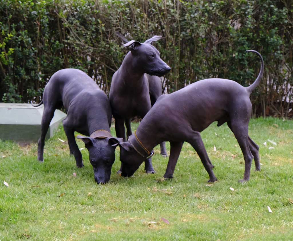 El Olmedo: un recinto de arte, naturaleza y ¡xolos!