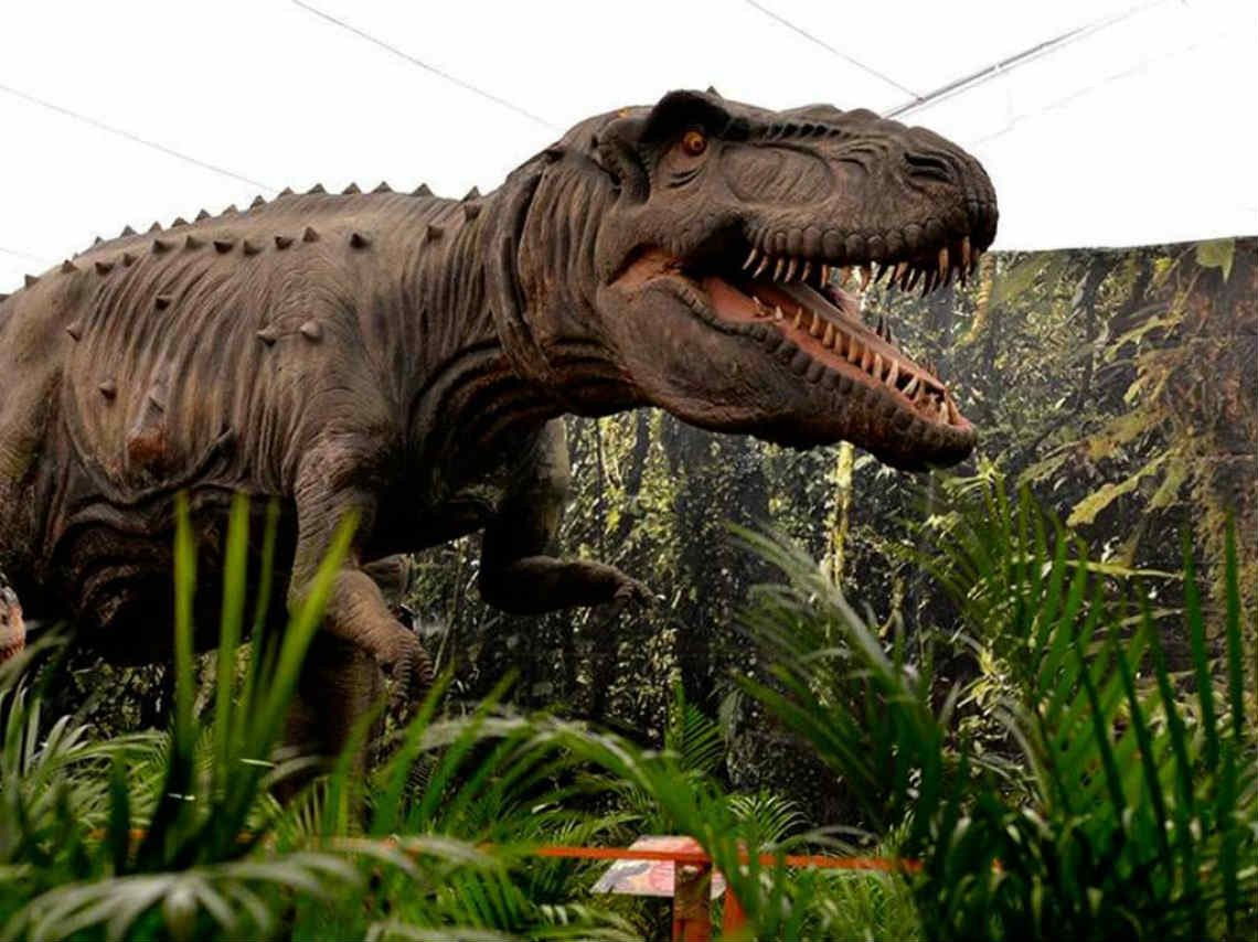 Dino Excursión visita al museo de la evolución