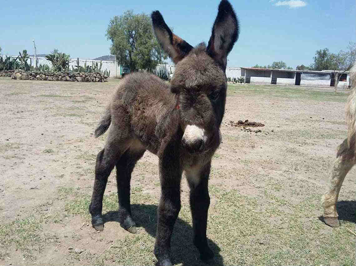 Feria Nacional del Burro 2019 burro bebé