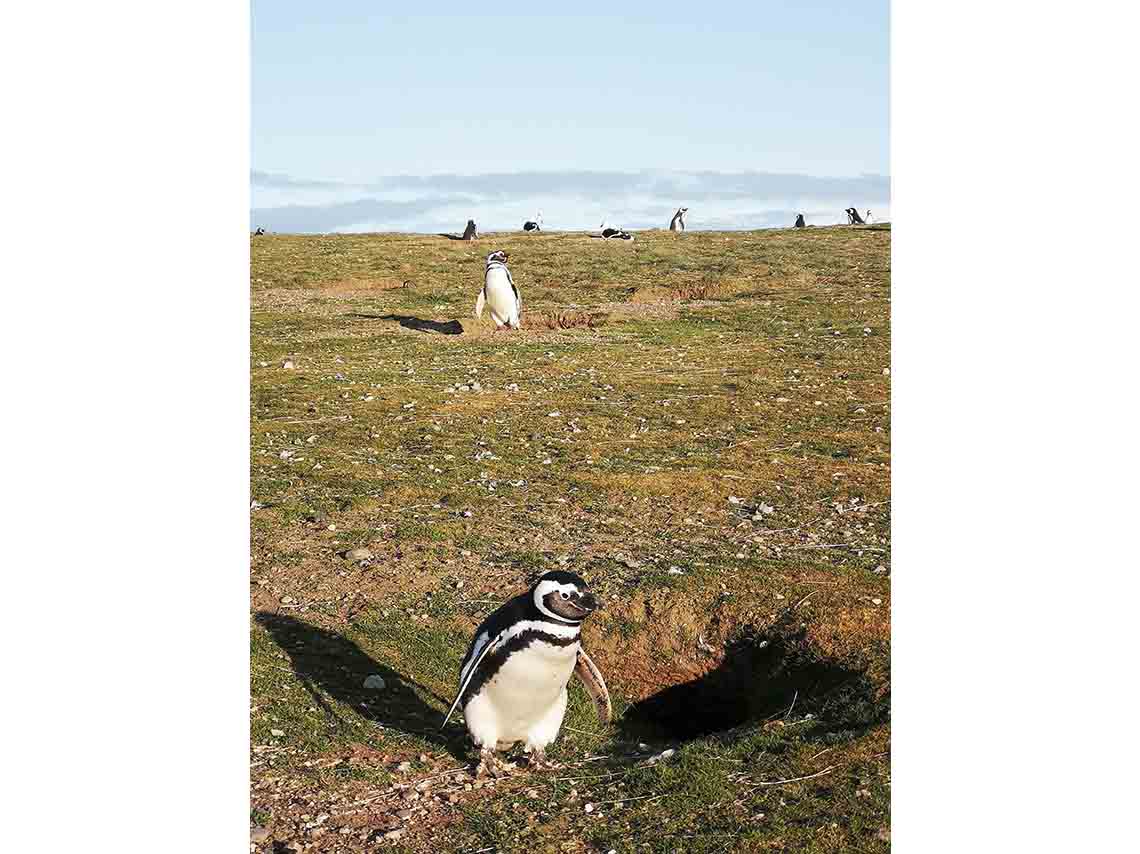 Crucero por la Patagonia: un viaje al fin del mundo 7