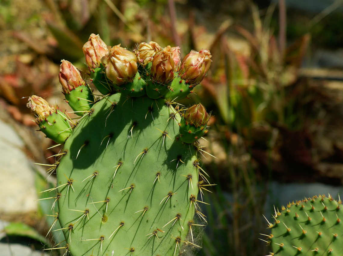 Tianguis Turístico en Milpa Alta cosecha de nopales