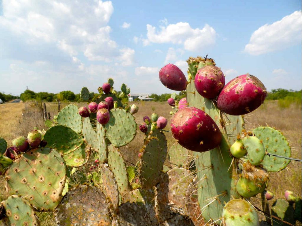 Tianguis Turístico en Milpa Alta tunas y nopales