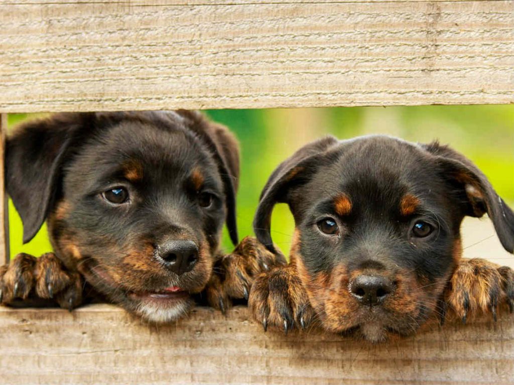 Feria para perros en la Cuauhtémoc atención médica