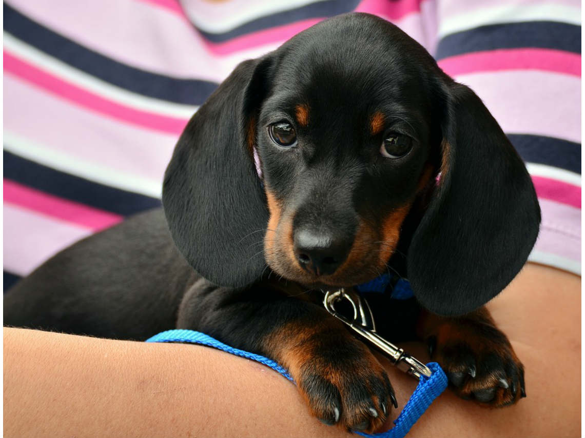 Feria para perros en la Cuauhtémoc cachorros