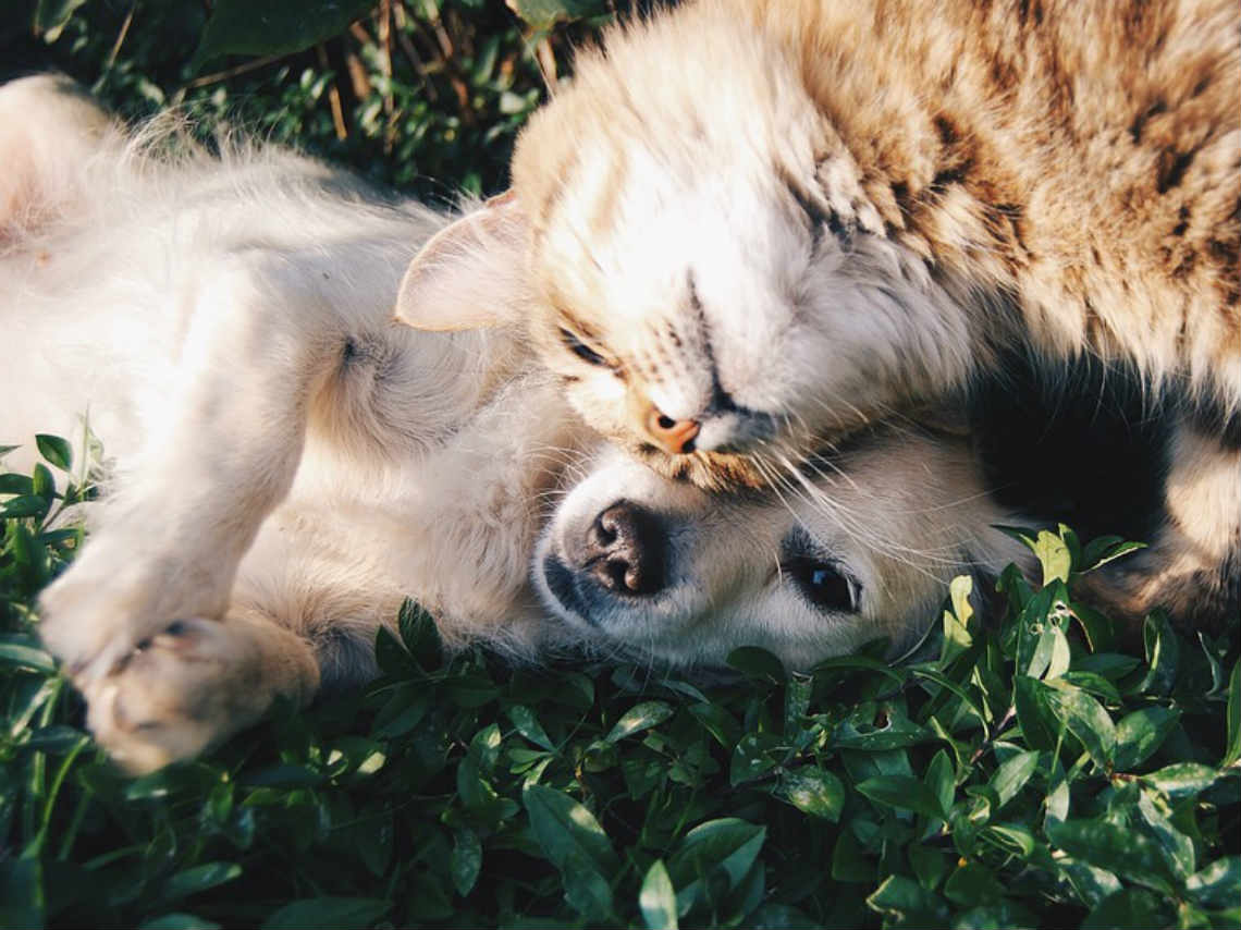 Feria para perros en la Cuauhtémoc perros y gatos