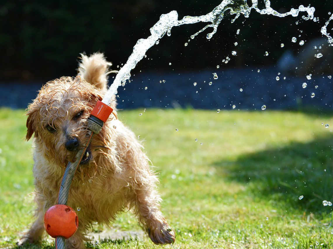 Feria para perros en la Cuauhtémoc servicio de limpieza