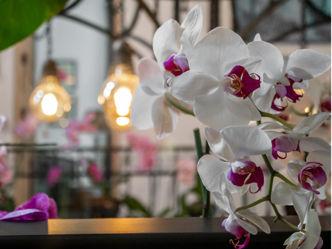 Hotel de Orquídeas en Polanco 100 plantas