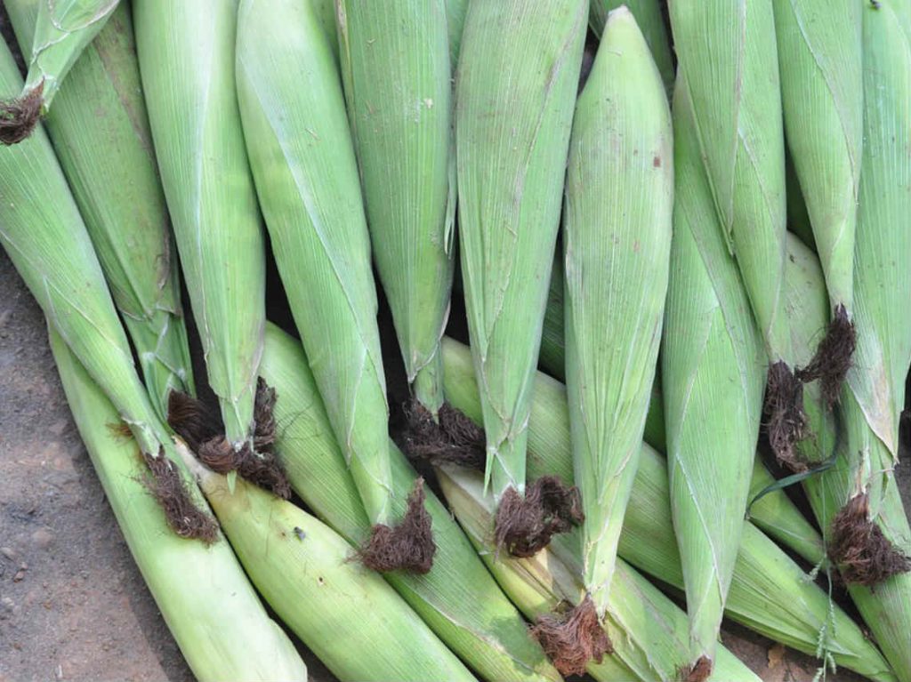 los elotes más grandes del mundo feria del elote