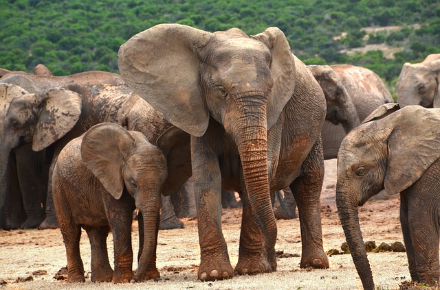 ¿Ya sabes qué son las leyes del Serengeti? 0