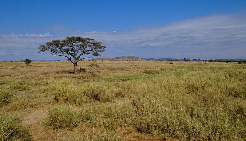 ¿Ya sabes qué son las leyes del Serengeti? 2