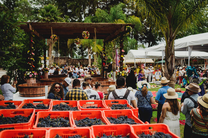 Vive la experiencia del pisado de uva en la Fiesta de la Vendimia 2019