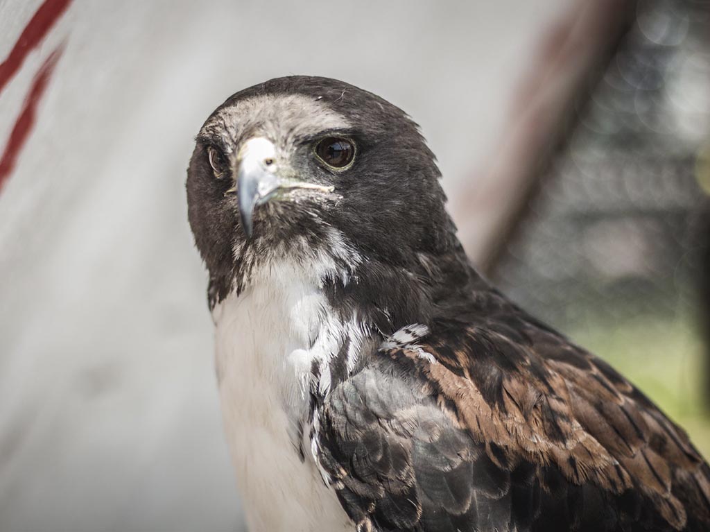 aves rapeces fiesta vikinga