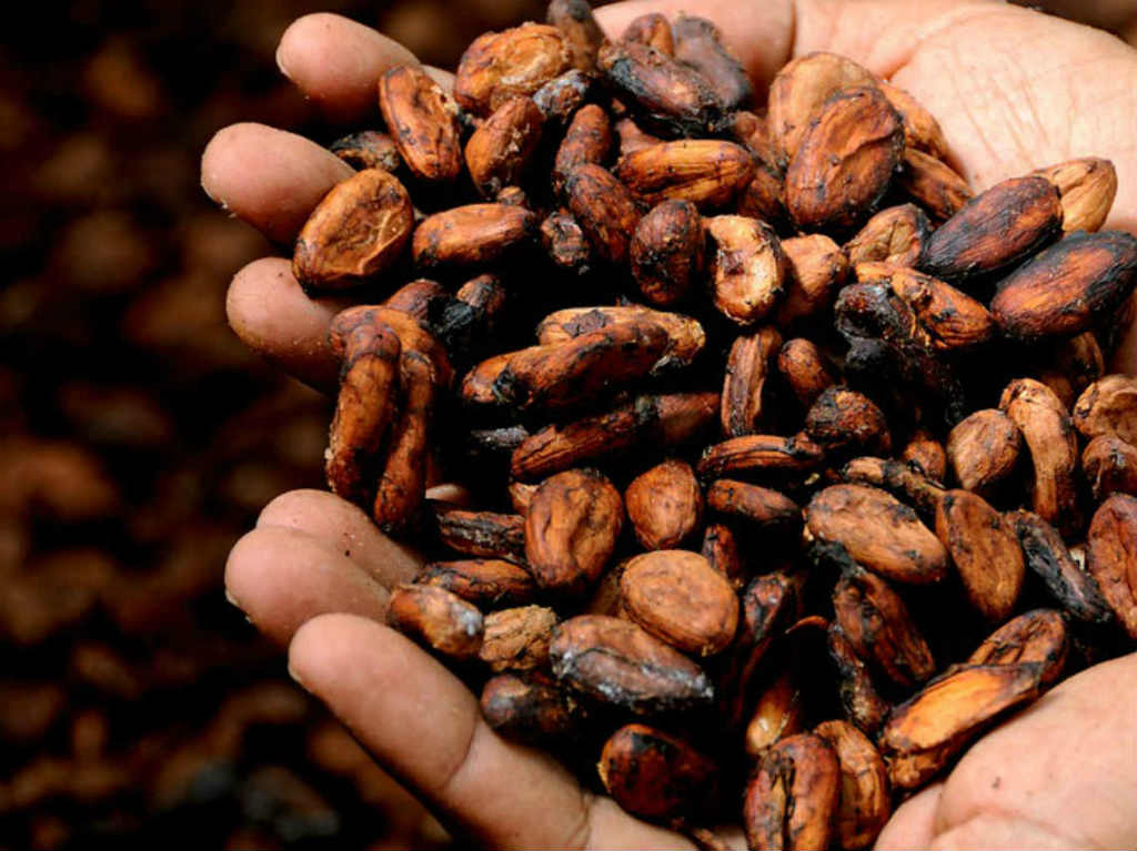 Festival del Café y Chocolate granos de café