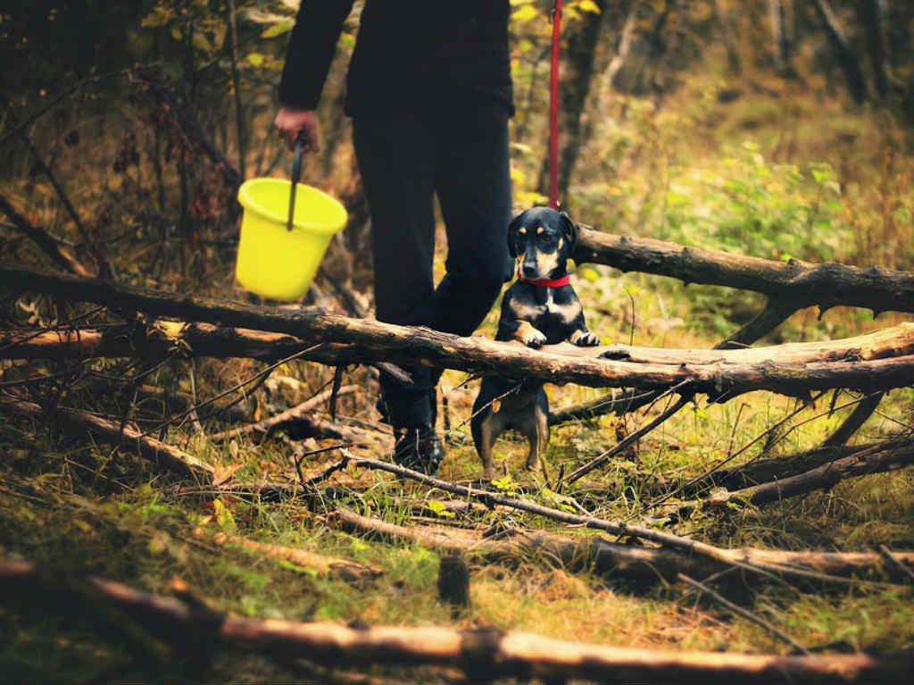 Festival Silvestre caminata con perro