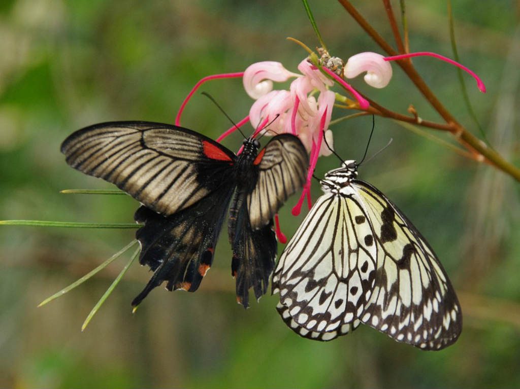 Hermosas mariposas