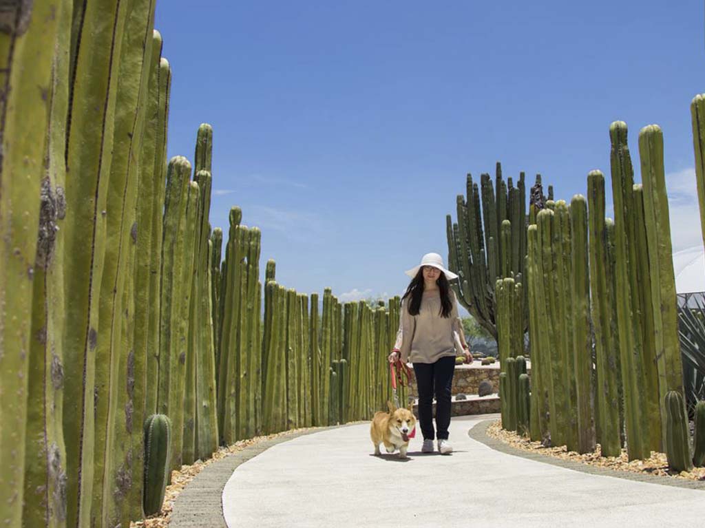 dog friendly en jardines de mexico