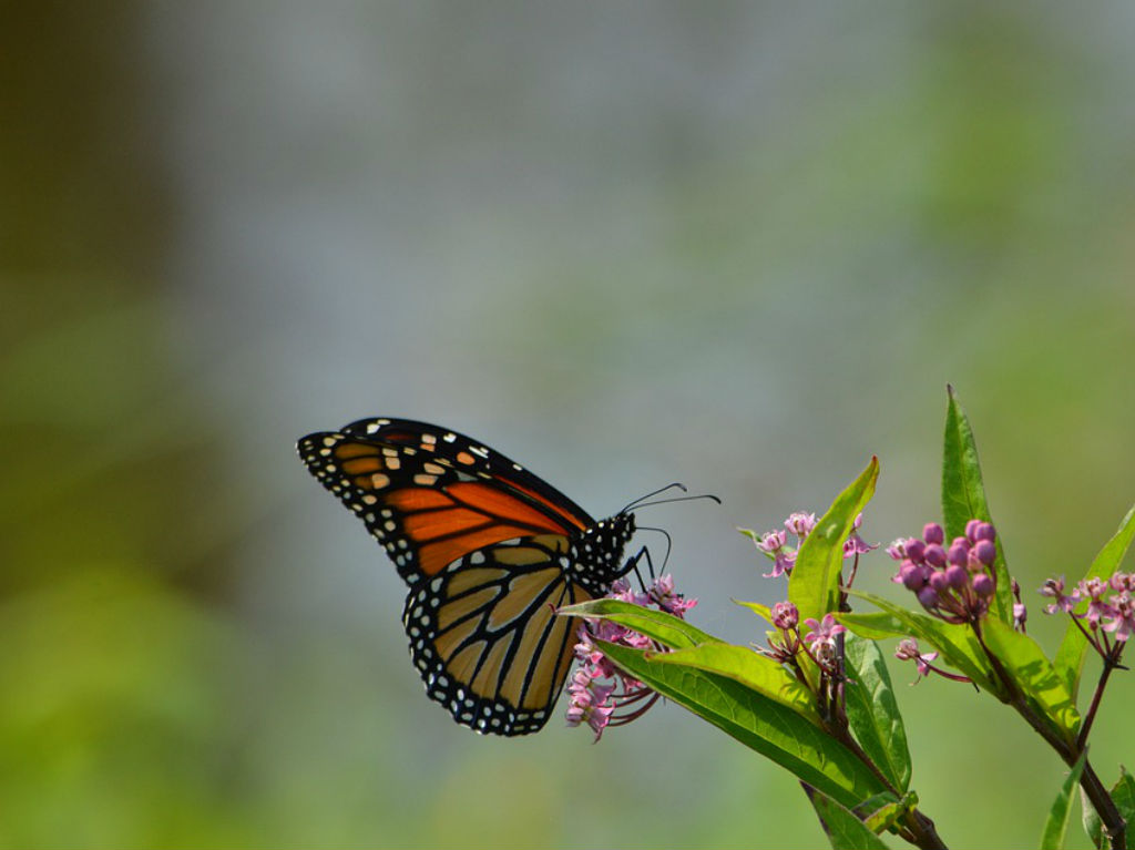 Mariposario en CDMX avistamiento