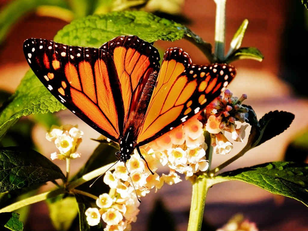 Celebra los 18 años del Mariposario del Zoológico de Chapultepec