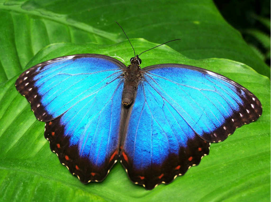 Mariposario en CDMX mariposa azul
