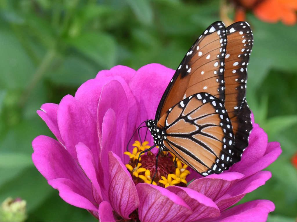 Mariposario en CDMX mariposa en una flor