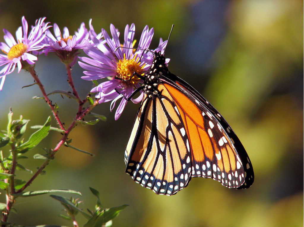Entérate ¡Se reabren santuarios de la mariposa monarca!
