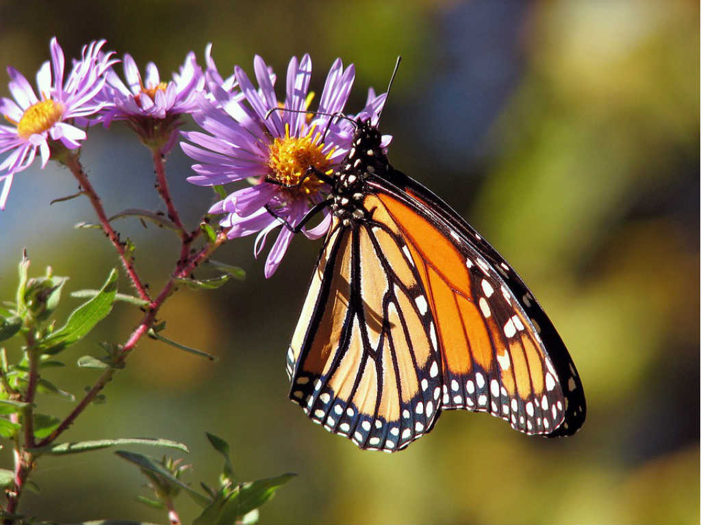 Mariposario en CDMX monarca