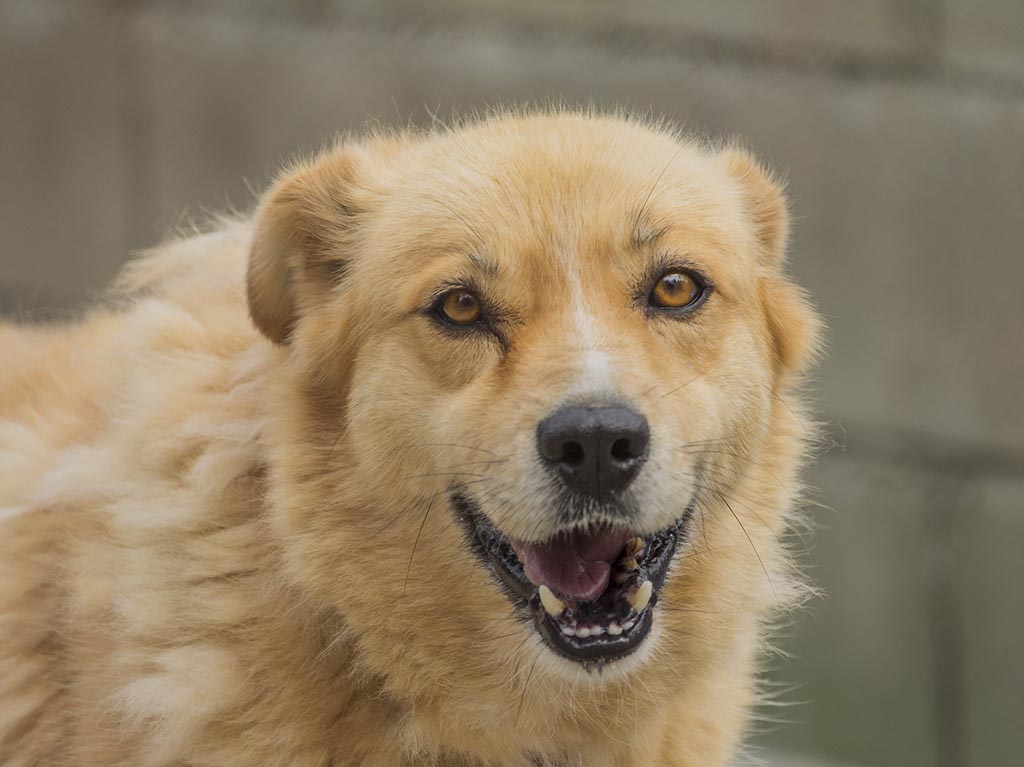 Carrera con causa en Iztacalco: ¡ayuda a los perros en adopción! 0