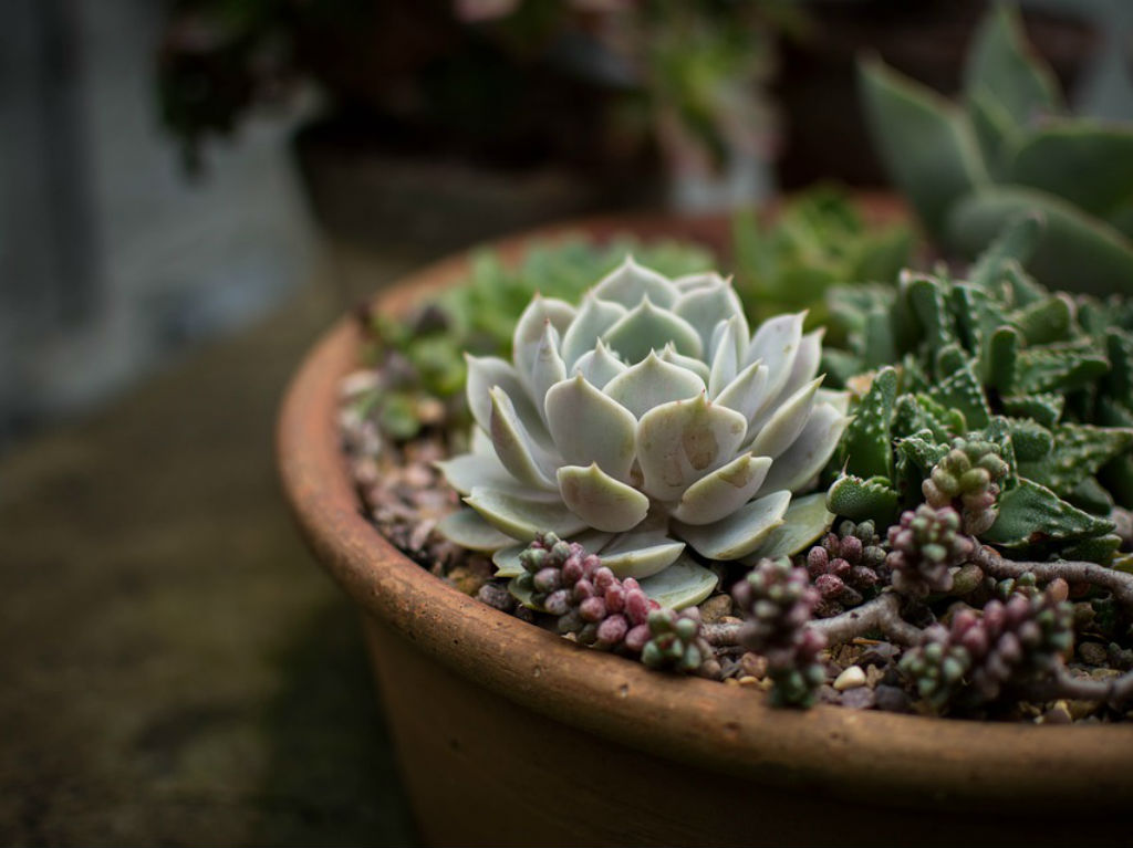 Plant Fest 2019: bazar de plantas con más de 100 variedades