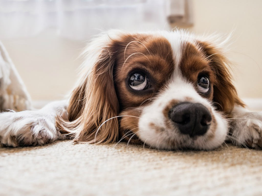 Día del Perro actividades donativos