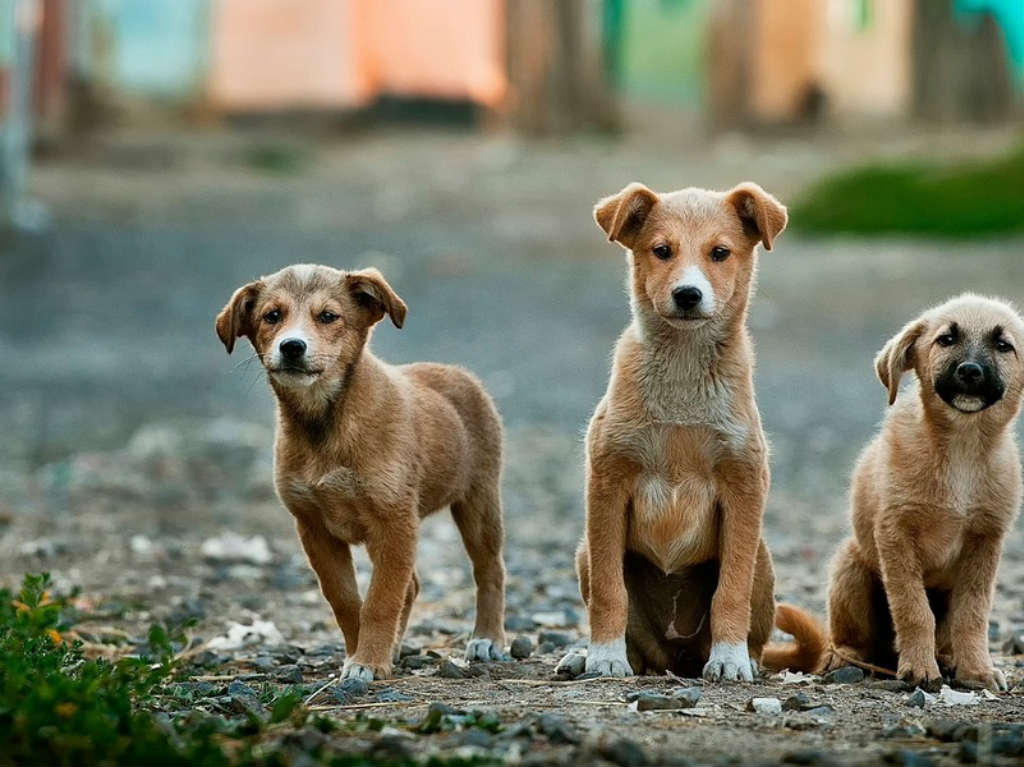 Día del Perro tres perros