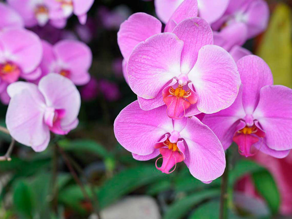 Feria de las Flores orquídeas rosas