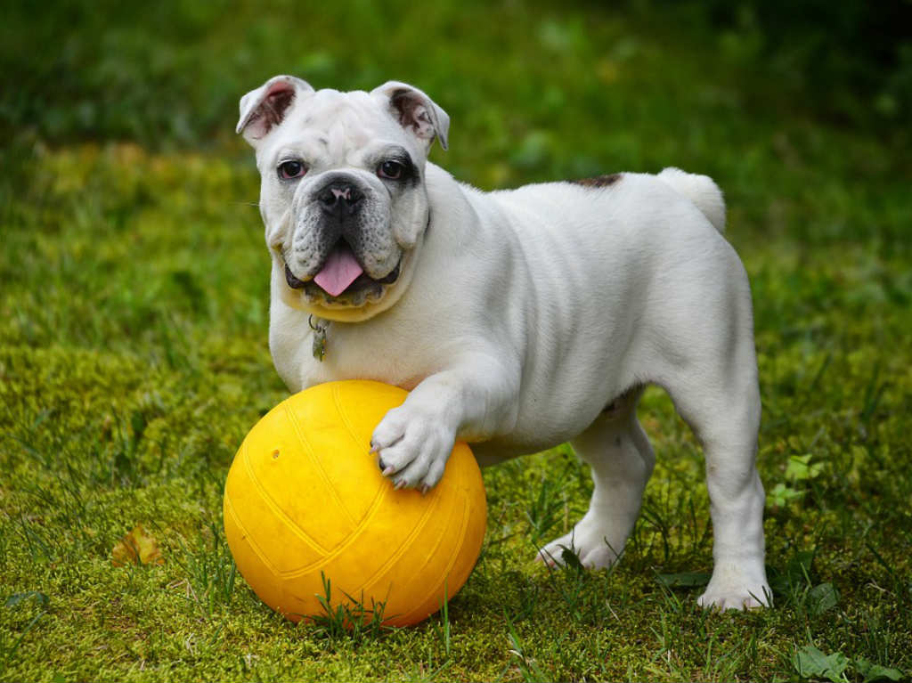 Huellitas Fest pelota