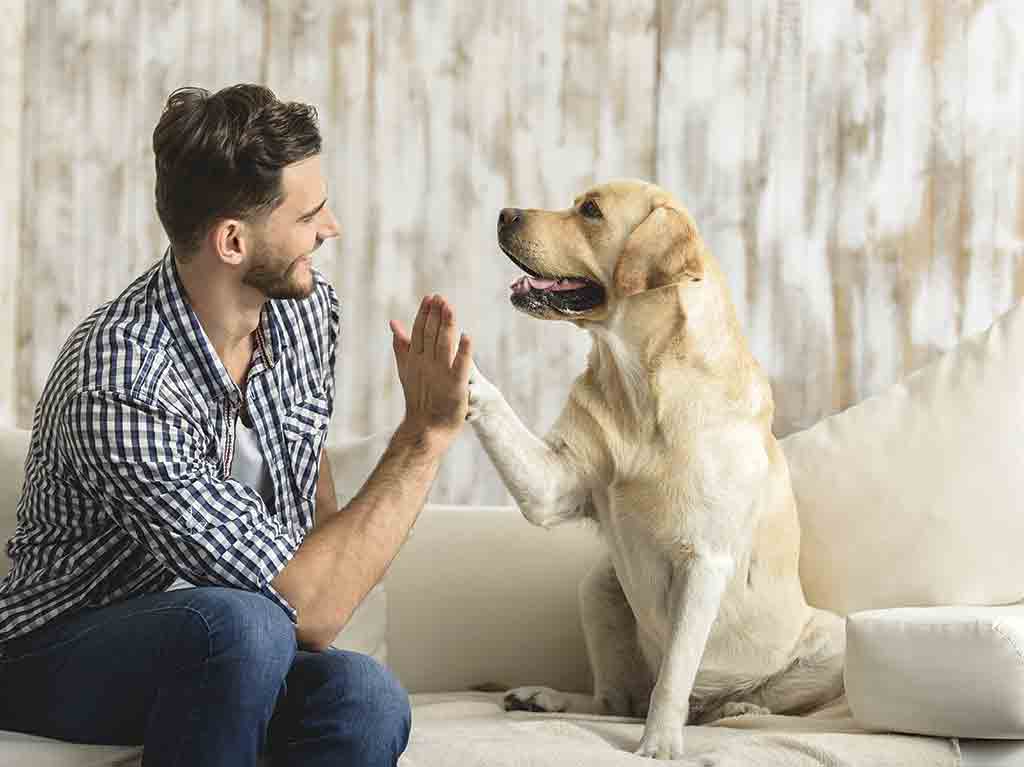 Mascotas en CDMX: Tu mejor amigo en la ciudad