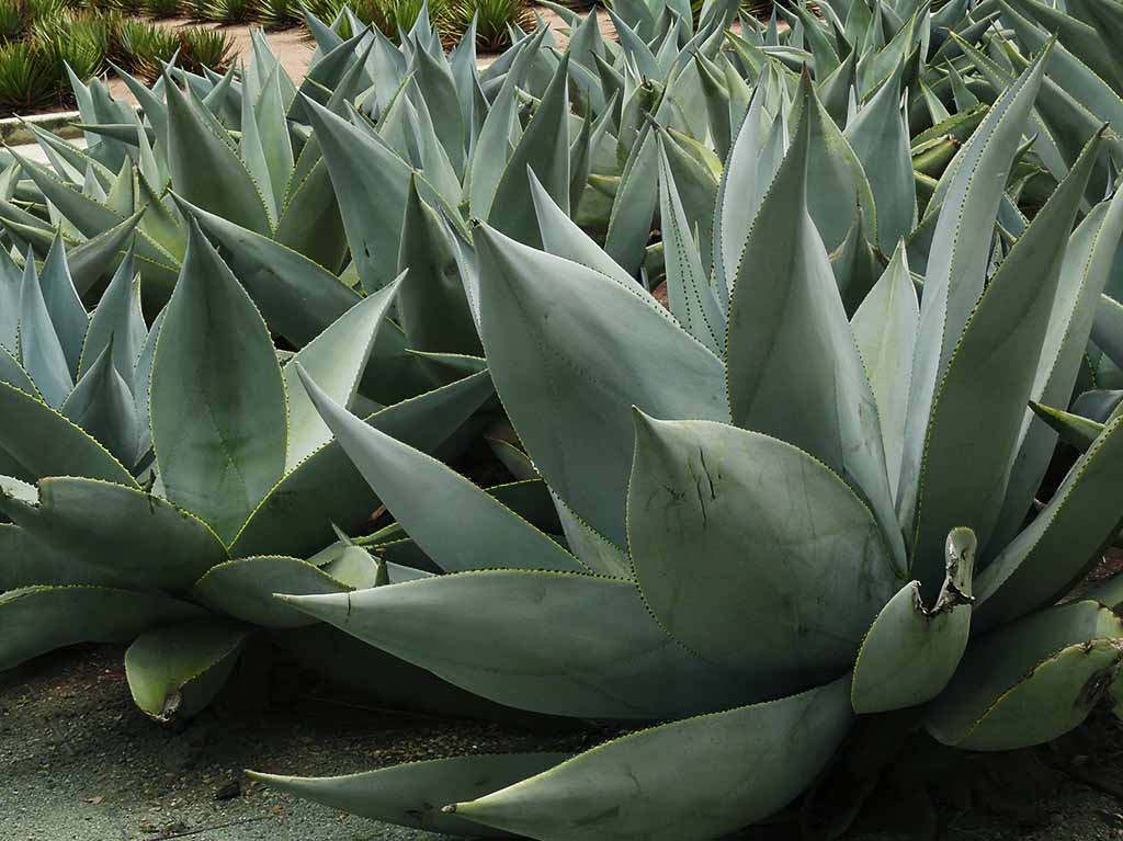 agave del mezcal