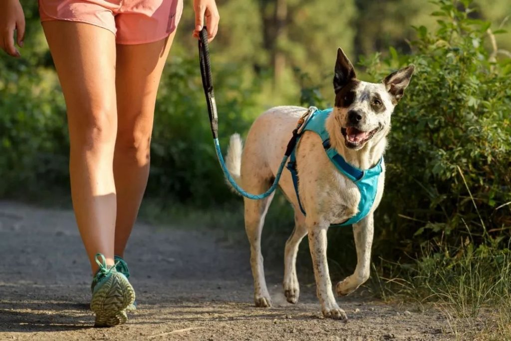 Ejercítate con tu perro en la 4ta carrera y caminata en CU 0