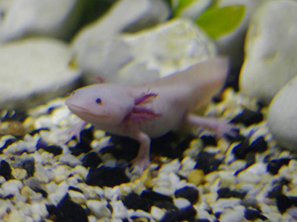 Axolotl-ajolote-rosa