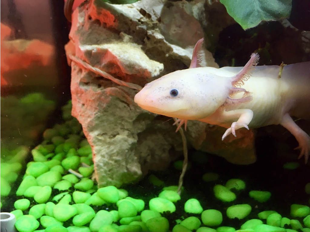 Axolotl preservación del ajolote