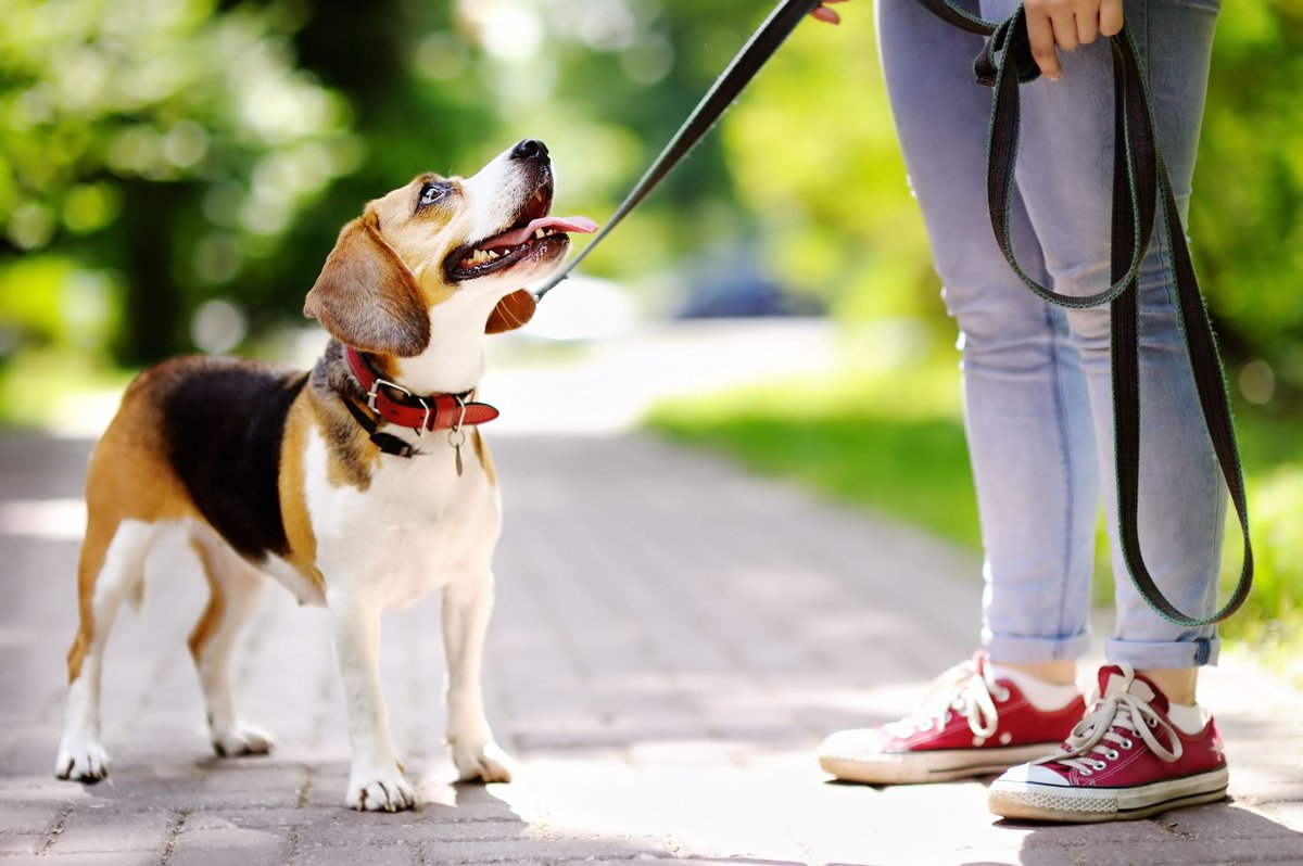 Ejercítate con tu perro en la 4ta carrera y caminata en CU