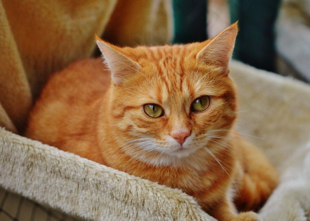 Amantes de los gatos unidos para el Minino Parade 1