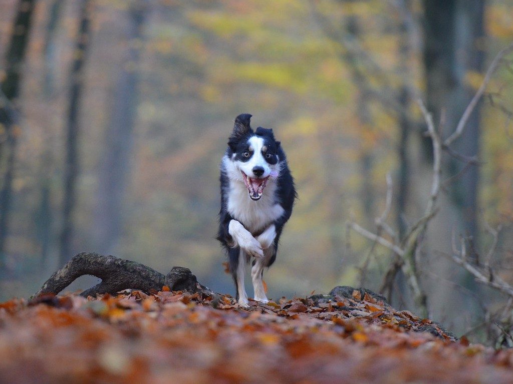 Carrera-Caminata Terra Máxima, corre con tus perros 1