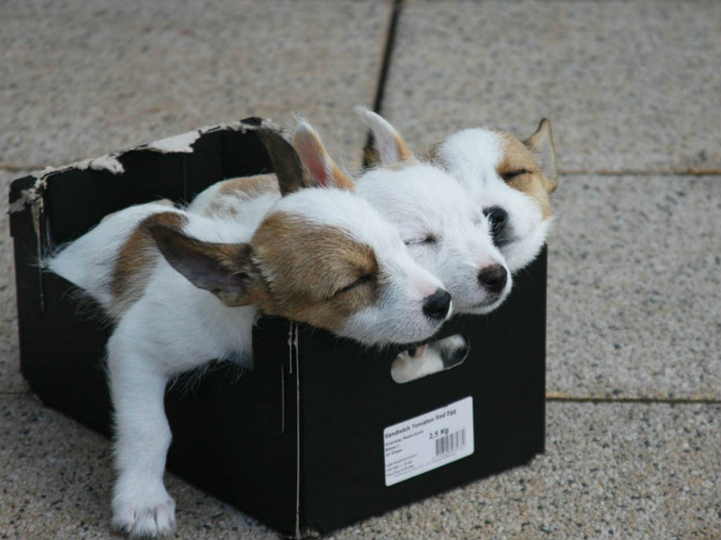salud-para-mascotas-gratis-tres-cachorros