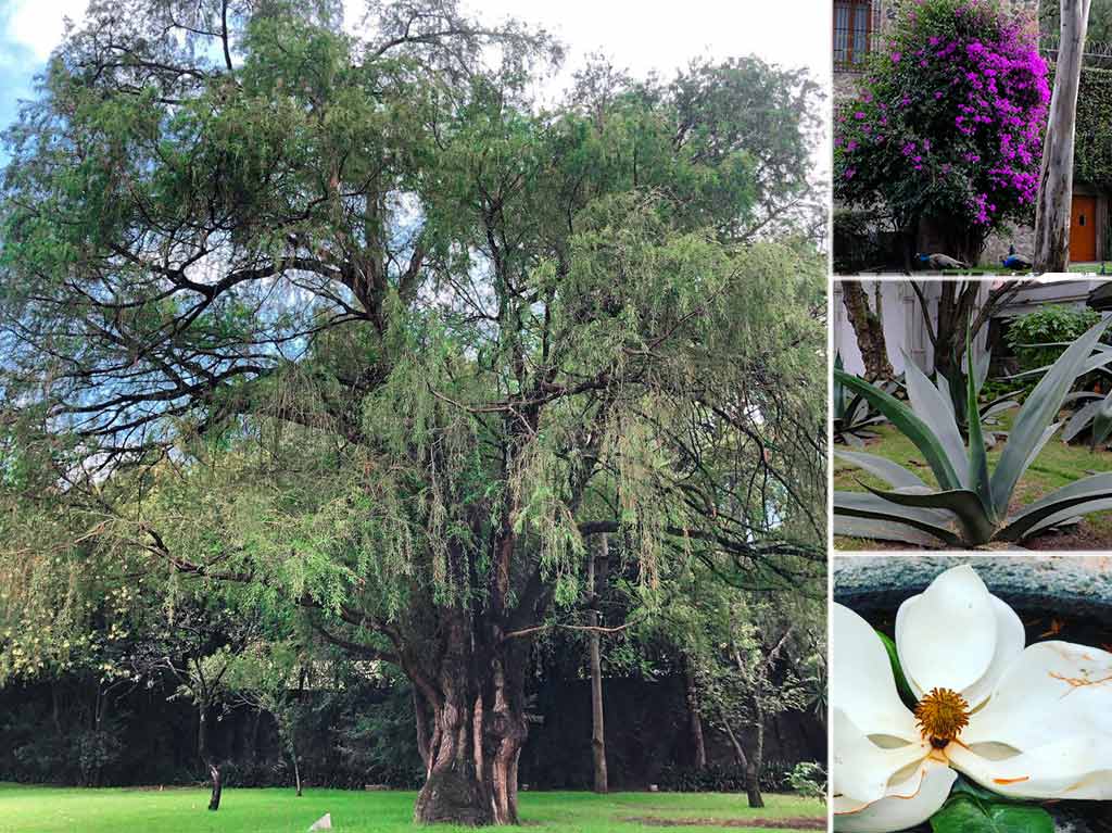 Ahuehuete, bugambilias y magnolias en el Museo Dolores Olmedo.