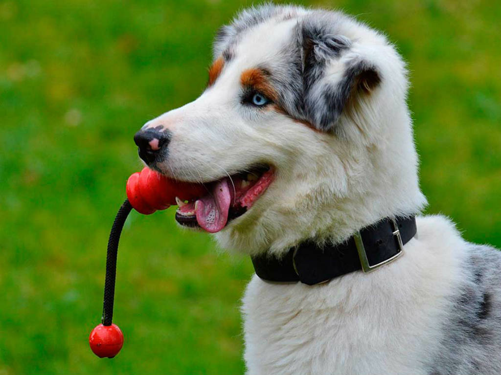 Can Fest 2019 en el Naucalli, lánzate con tu amigo peludo